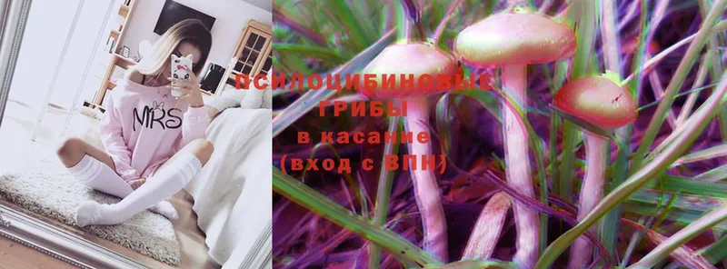 mega tor  Жирновск  Псилоцибиновые грибы MAGIC MUSHROOMS 